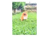 Uçanı Kaçanı Eşler :) 2 Yaşında Pomeranian Boo