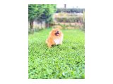 Uçanı Kaçanı Eşler :) 2 Yaşında Pomeranian Boo - 2