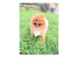 Uçanı Kaçanı Eşler :) 2 Yaşında Pomeranian Boo - 3