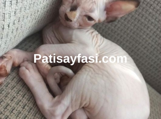 SFENKS 3 AYLIK DİŞİ VE ERKEK