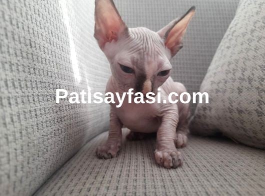 SFENKS 3 AYLIK DİŞİ VE ERKEK