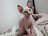 SFENKS 3 AYLIK DİŞİ VE ERKEK