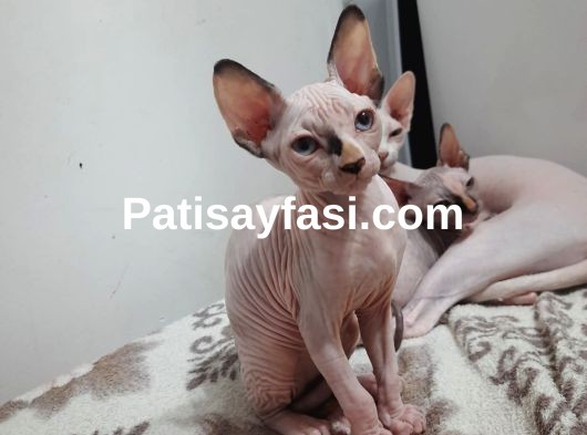 SFENKS 3 AYLIK DİŞİ VE ERKEK