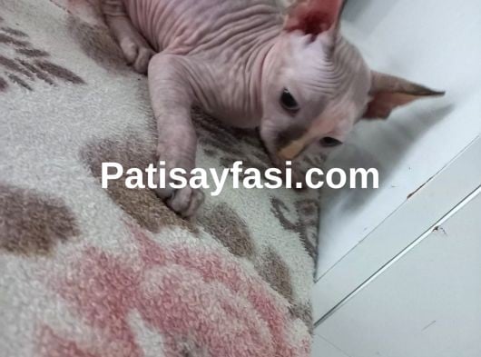 SFENKS 3 AYLIK DİŞİ VE ERKEK