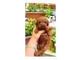 Evde Sağlıkla Büyüyen Tek Yavrumuz - Köpek