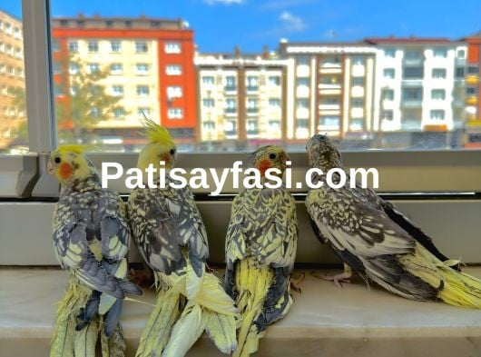 Ev Üretimi Sultan Papağanı Yavruları