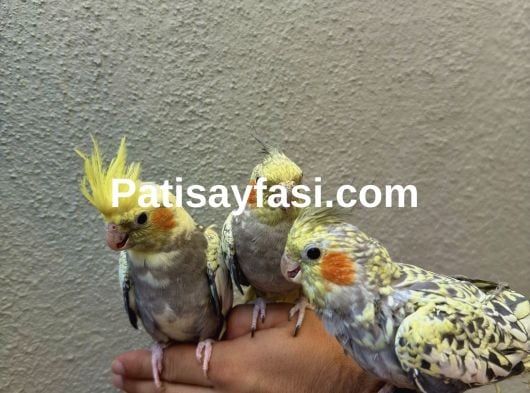 Ev Üretimi Sultan Papağanı Yavruları