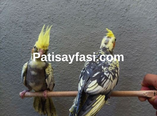 Ev Üretimi Sultan Papağanı Yavruları