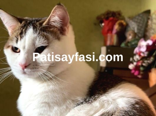 Oğlumuza eş arıyoruz