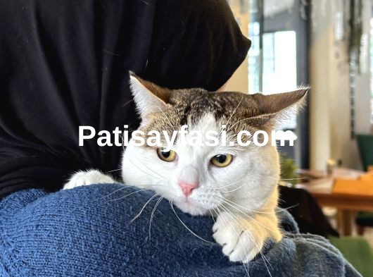 Oğlumuza eş arıyoruz