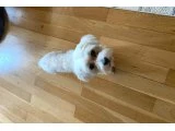 Liza - Maltipoo
