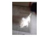 Erkek Maltese Terrier - 2