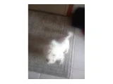 Erkek Maltese Terrier - Köpek