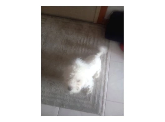 Erkek Maltese Terrier