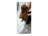 50 günlük A kalite  bir erkek birde dışı - 3