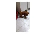 50 günlük A kalite bir erkek birde dışı - Köpek