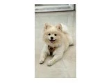 Pomeranian boo