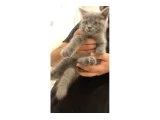 2,5 aylık erkek british shorthair