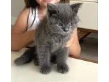 2,5 aylık erkek british shorthair - 2