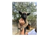 mükemmel malinois yavruları - 3