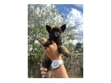 mükemmel malinois yavruları - Köpek