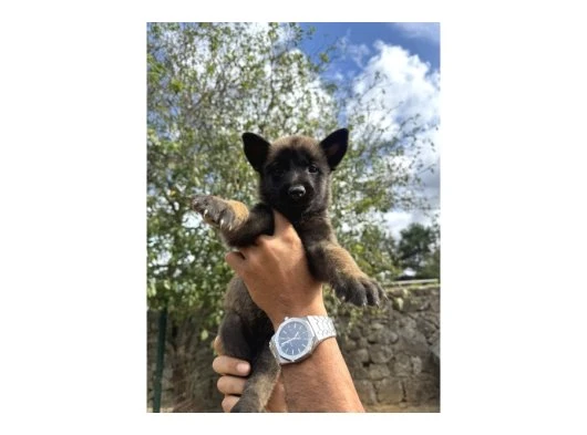 mükemmel malinois yavruları