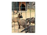 mükemmel malinois yavruları - 2