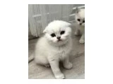 A kalite SİLVER NS11 yavrular - Scottish Fold