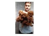 POODLE BEBEKLER - Köpek