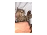 British short hair kedi - 4
