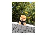 Birbirinden tatlı Pomeranian yavrularımız - 9