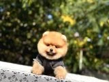 Birbirinden tatlı Pomeranian yavrularımız - 9