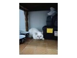 British short hair kedi - 2