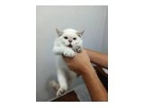 British short hair kedi - 3