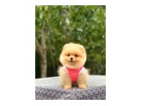 Birbirinden tatlı Pomeranian yavrularımız - 3