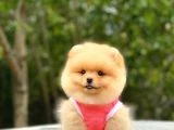 Birbirinden tatlı Pomeranian yavrularımız - 3