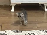 Çok uyguna acil yavru kedi satılır - 3