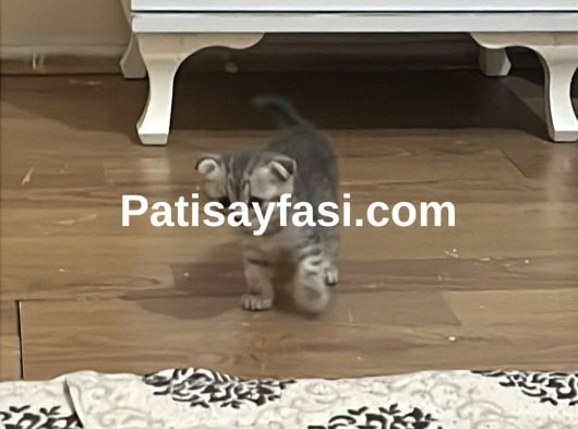 Çok uyguna acil yavru kedi satılır