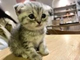 Çok uyguna acil yavru kedi satılır - 2