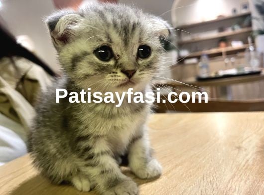 Çok uyguna acil yavru kedi satılır