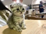 Çok uyguna acil yavru kedi satılır