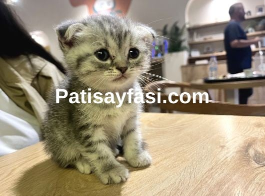 Çok uyguna acil yavru kedi satılır