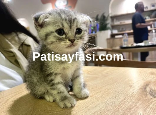 Çok uyguna acil yavru kedi satılır