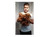 POODLE BEBEKLER - 2