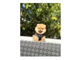 Birbirinden tatlı Pomeranian yavrularımız - 6