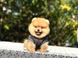 Birbirinden tatlı Pomeranian yavrularımız - 6
