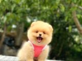 Birbirinden tatlı Pomeranian yavrularımız
