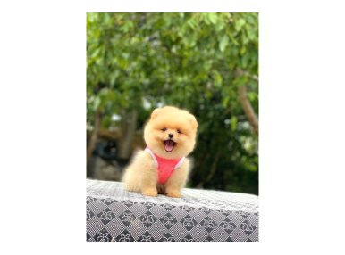 Birbirinden tatlı Pomeranian yavrularımız