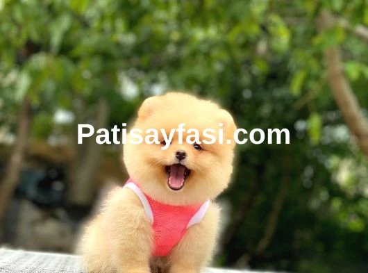 Birbirinden tatlı Pomeranian yavrularımız