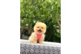 Birbirinden tatlı Pomeranian yavrularımız - Pomeranian Boo